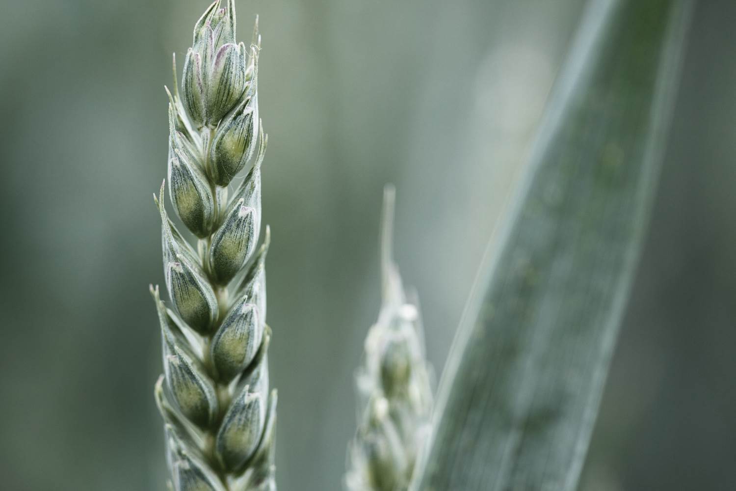 Close up of plant