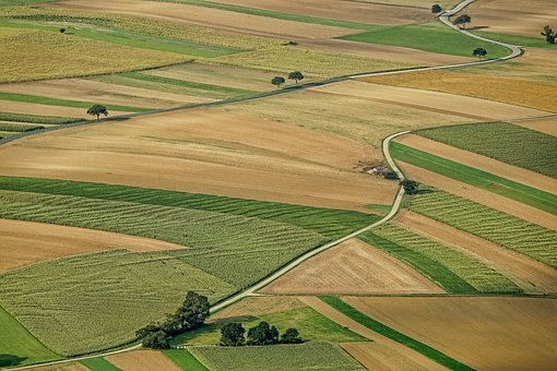 Field with trees