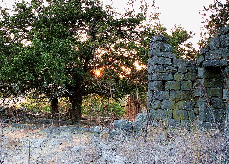Ruins in a field with trees