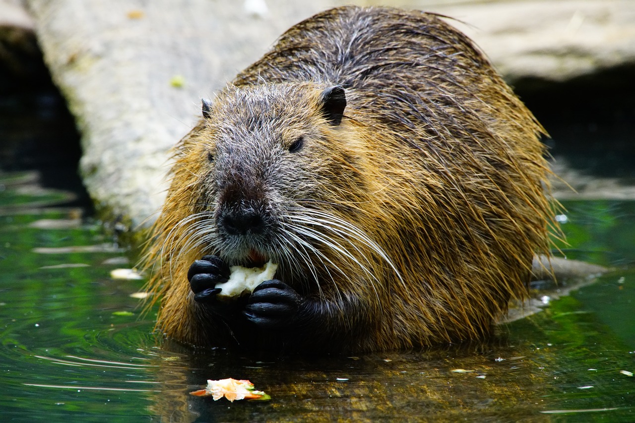Beaver eating in a river
