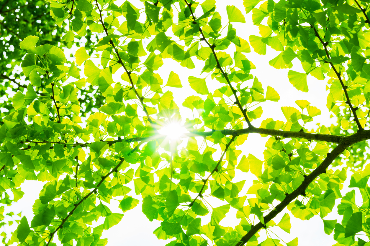 Light coming through green leaves