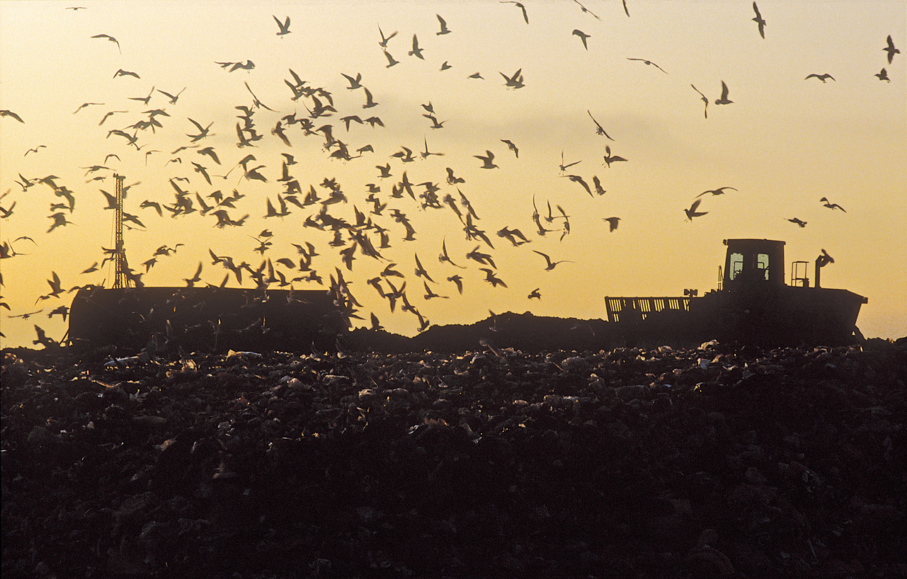 Seagulls flying over landfill