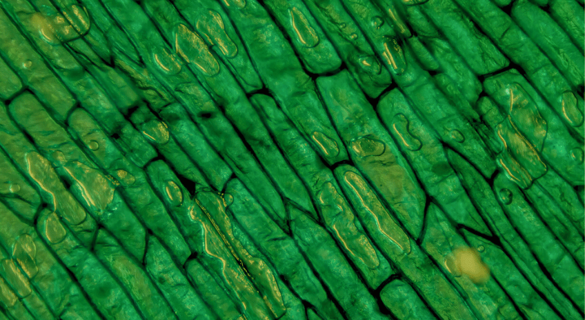 Close up of material under microscope