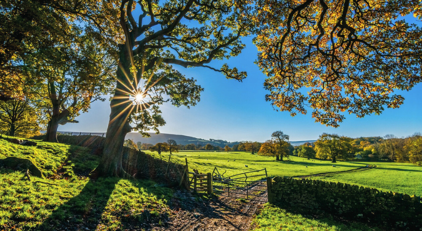 A tree in the Scottish countryside